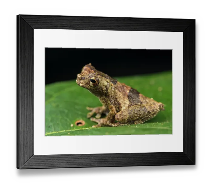 Framed Print : Inotawa tree frog (Dendropsophus kamagarini) sitting on leaf, Los Amigos Biological Station, Peru Framed Print : Inotawa tree frog (Dendropsophus kamagarini) sitting on leaf, Los Amigos Biological Station, Peru