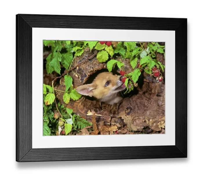 Framed Print : Red fox (Vulpes vulpes) juvenile, feeding on raspberries in a garden, Ovada, Piedmont, Italy. August Framed Print : Red fox (Vulpes vulpes) juvenile, feeding on raspberries in a garden, Ovada, Piedmont, Italy. August