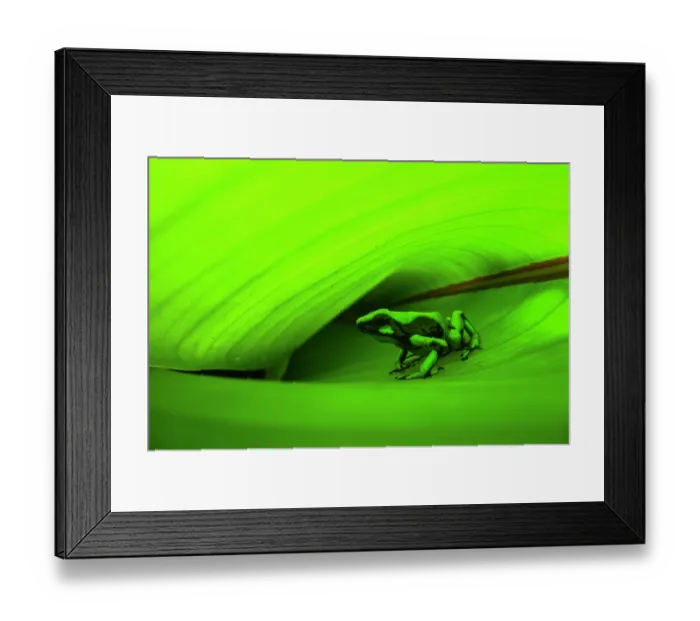 Framed Print : Green-and-black poison dart frog (Dendrobates auratus) sitting inside folded leaf, Bocas del Toro Province, Panama Framed Print : Green-and-black poison dart frog (Dendrobates auratus) sitting inside folded leaf, Bocas del Toro Province, Panama