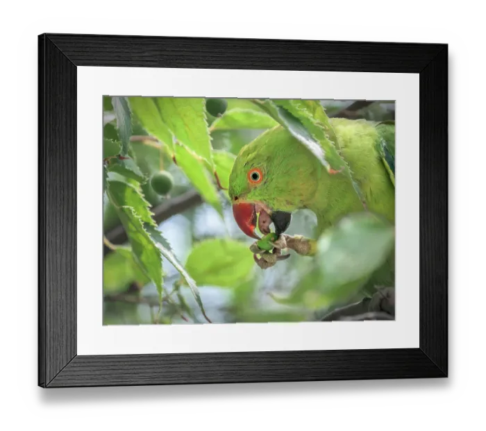 Framed Print : Rose-ringed parakeet (Psittacula krameri) feeding on European nettle tree (Celtis australis) berries, Genoa, Italy. July Framed Print : Rose-ringed parakeet (Psittacula krameri) feeding on European nettle tree (Celtis australis) berries, Genoa, Italy. July