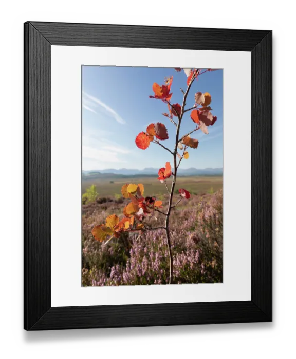Framed Print : Aspen (Populus tremula) sapling, planted as part of a woodland creation scheme within a fenced area to protect from grazing, Lynbreck Croft near Grantown-on-Spey Framed Print : Aspen (Populus tremula) sapling, planted as part of a woodland creation scheme within a fenced area to protect from grazing, Lynbreck Croft near Grantown-on-Spey