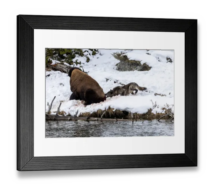 Framed Print : Wolves (Canis lupus) from the Wapiti pack hunting a Bison along snow-covered riverbank Framed Print : Wolves (Canis lupus) from the Wapiti pack hunting a Bison along snow-covered riverbank
