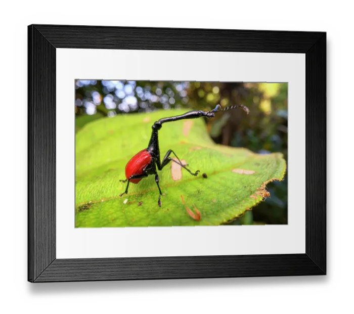 Framed Print : Giraffe-necked weevil (Trachelophorus giraffa) male, on leaf of favourite host tree (Dichaetanthera cordifolia), montane rainforest, Maromizaha Forest, central eastern Madagascar Framed Print : Giraffe-necked weevil (Trachelophorus giraffa) male, on leaf of favourite host tree (Dichaetanthera cordifolia), montane rainforest, Maromizaha Forest, central eastern Madagascar