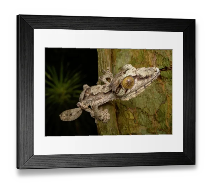 Framed Print : Giant leaf-tailed gecko (Uroplatus giganteus) resting on tree trunk at night, Domanin de Fontenay, Montagne d'Ambre National Park, northern Madagascar Framed Print : Giant leaf-tailed gecko (Uroplatus giganteus) resting on tree trunk at night, Domanin de Fontenay, Montagne d'Ambre National Park, northern Madagascar