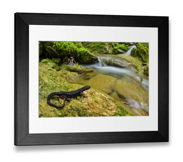 Framed Print : Savi's spectacled salamander (Salamandrina perspicillata) resting on rock beside stream, Lucretili Regional Park, Italy