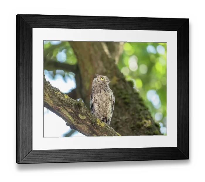 Framed Print : Scops owl (Otus bakkamoena) perched in tree in country garden, Ovada, Piedmont, Italy. July Framed Print : Scops owl (Otus bakkamoena) perched in tree in country garden, Ovada, Piedmont, Italy. July