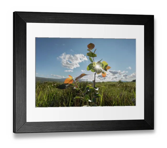 Framed Print : Sunburst through recently planted Aspen (Populus tremula) sapling, part of rewilding project, Overscaig, Sutherland, Scotland, UK. June Framed Print : Sunburst through recently planted Aspen (Populus tremula) sapling, part of rewilding project, Overscaig, Sutherland, Scotland, UK. June