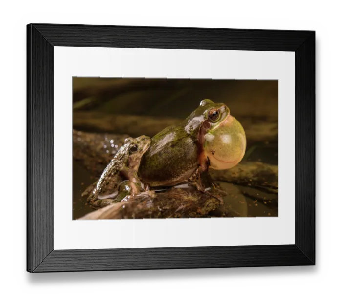 Framed Print : Calling Mediterranean treefrog (Hyla meridionalis) male mistakenly grasped by a male Parsley frog (Pelodytes punctatus) in amplexus during spawning, Liguria, Italy Framed Print : Calling Mediterranean treefrog (Hyla meridionalis) male mistakenly grasped by a male Parsley frog (Pelodytes punctatus) in amplexus during spawning, Liguria, Italy