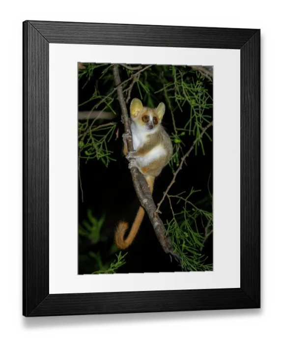 Framed Print : Grey-brown mouse lemur (Microcebus griseorufus) resting on tree branch at night, Tsimanampetsotse National Park, south western Madagascar Framed Print : Grey-brown mouse lemur (Microcebus griseorufus) resting on tree branch at night, Tsimanampetsotse National Park, south western Madagascar