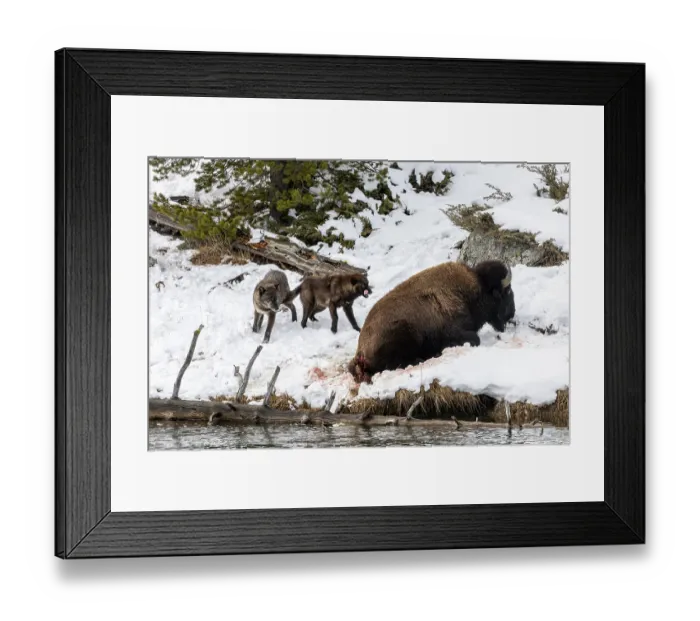 Framed Print : Wolves (Canis lupus) from the Wapiti pack hunting a Bison along snow-covered riverbank