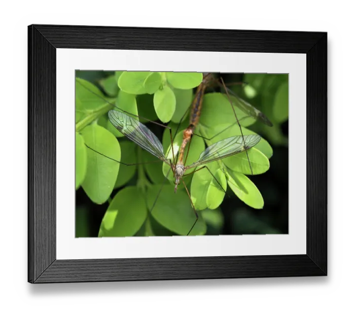 Framed Print : Crane flies (Tipula sp.) pair mating on boxwood leaves in a garden, Ovada, Piedmont, Italy. May Framed Print : Crane flies (Tipula sp.) pair mating on boxwood leaves in a garden, Ovada, Piedmont, Italy. May