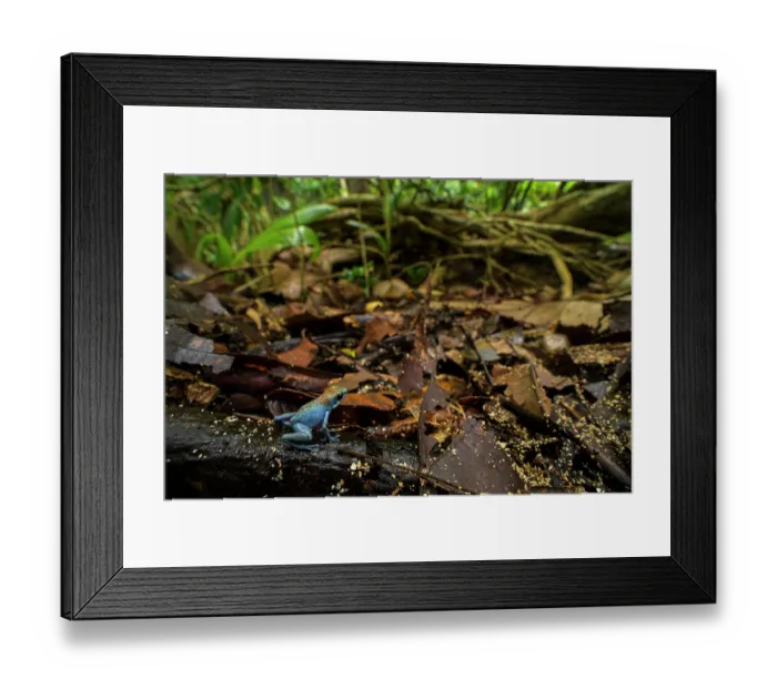 Framed Print : Strawberry poison dart frog (Oophaga pumilio) sitting in leaflitter, Panama Framed Print : Strawberry poison dart frog (Oophaga pumilio) sitting in leaflitter, Panama