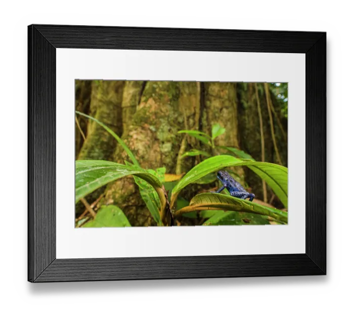 Framed Print : Strawberry poison-dart frog (Oophaga pumilio) sitting on leaf and looking at tree trunk, Colubre, Panama Framed Print : Strawberry poison-dart frog (Oophaga pumilio) sitting on leaf and looking at tree trunk, Colubre, Panama