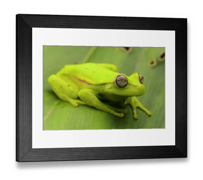 Framed Print : Polka-dot tree frog (Boana punctata) sitting on leaf, Villa Carmen Biological Station, Peru Framed Print : Polka-dot tree frog (Boana punctata) sitting on leaf, Villa Carmen Biological Station, Peru