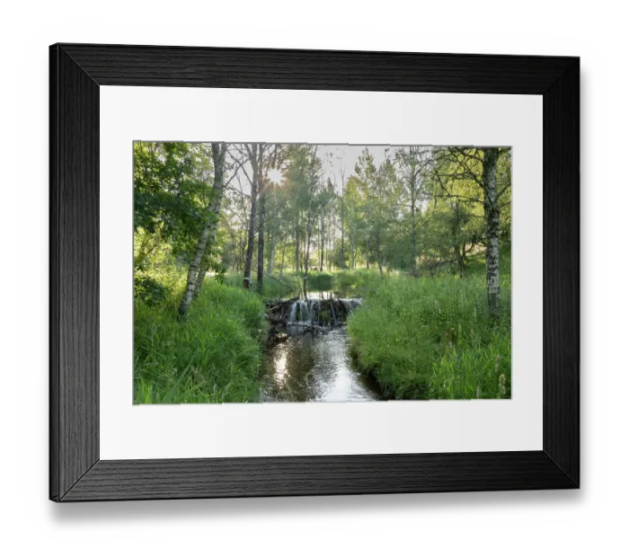 Framed Print : Beaver dam and pond surrounded by mature Aspen (Populus tremula) trees, Perthshire, Scotland, UK. June Framed Print : Beaver dam and pond surrounded by mature Aspen (Populus tremula) trees, Perthshire, Scotland, UK. June