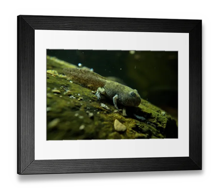 Framed Print : Apennine yellow-bellied toad (Bombina variegata pachypus) froglet undergoing metamorphosis in stream, Italy Framed Print : Apennine yellow-bellied toad (Bombina variegata pachypus) froglet undergoing metamorphosis in stream, Italy