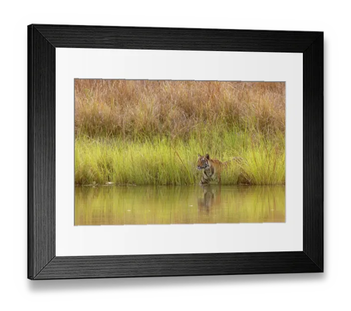 Framed Print : Bengal tiger (Panthera tigris tigris) female, emerging from long grass along edge of pool, Bandhavgarh Tiger Reserve, Madhya Pradesh, India. Endangered Framed Print : Bengal tiger (Panthera tigris tigris) female, emerging from long grass along edge of pool, Bandhavgarh Tiger Reserve, Madhya Pradesh, India. Endangered