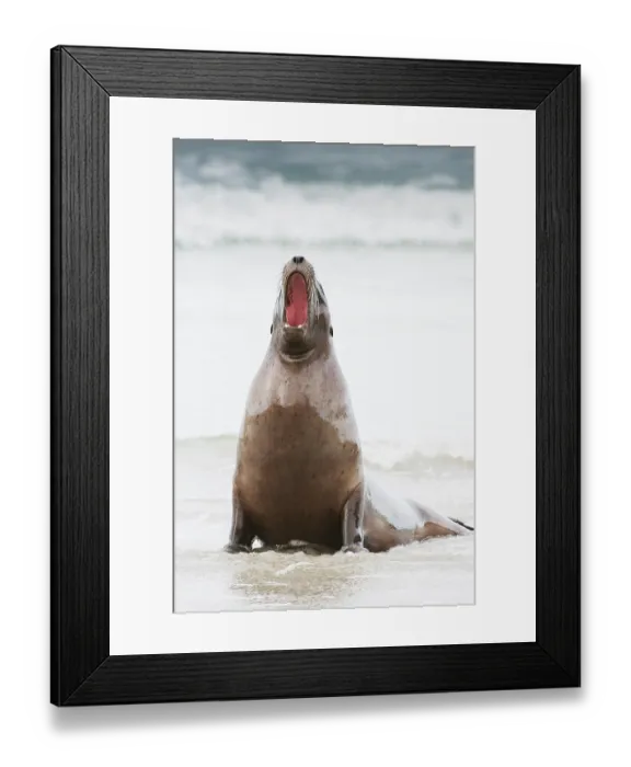 Framed Print : New Zealand sea lion (Phocarctos hookeri) on beach vocalising, South Island, New Zealand. Endangered Framed Print : New Zealand sea lion (Phocarctos hookeri) on beach vocalising, South Island, New Zealand. Endangered