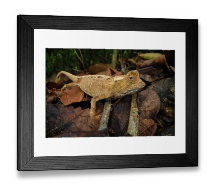 Framed Print : Antakarana leaf chameleon (Brookesia antakarana) active on forest floor during the day, Domaine de Fontenay, Montagne d'Ambre NP, northern Madagascar Framed Print : Antakarana leaf chameleon (Brookesia antakarana) active on forest floor during the day, Domaine de Fontenay, Montagne d'Ambre NP, northern Madagascar