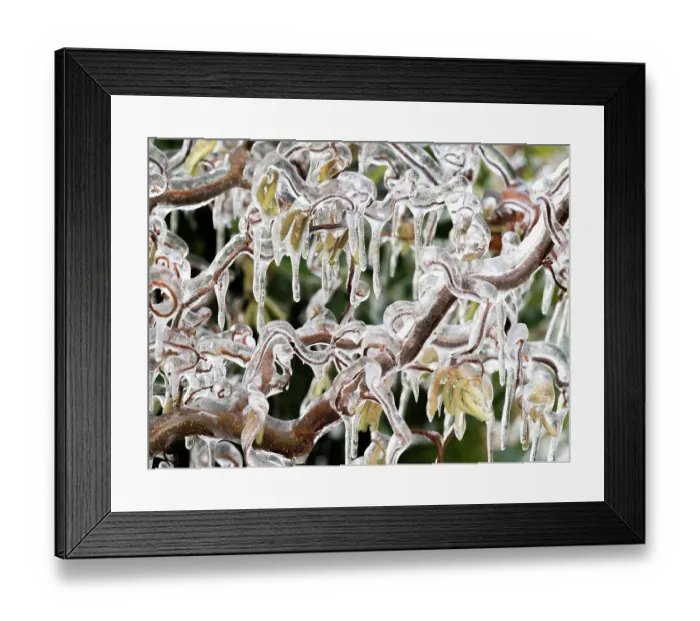 Framed Print : Corkscrew hazel (Corylus avellana contorta) covered in frost, Ovada, Piedmont, Italy. December Framed Print : Corkscrew hazel (Corylus avellana contorta) covered in frost, Ovada, Piedmont, Italy. December