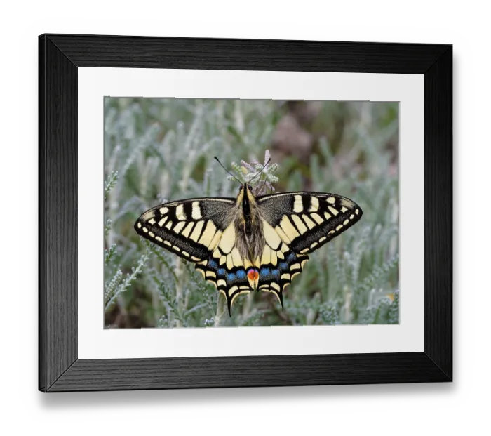 Framed Print : Swallowtail (Papilio machaon) portrait, Ovada, Piedmont, Italy. May Framed Print : Swallowtail (Papilio machaon) portrait, Ovada, Piedmont, Italy. May