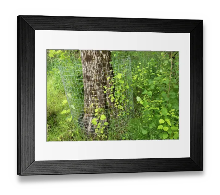 Framed Print : Aspen tree (Populus tremula) protected with wire mesh to prevent gnawing and felling by beaver, Perthshire, Scotland, UK. June Framed Print : Aspen tree (Populus tremula) protected with wire mesh to prevent gnawing and felling by beaver, Perthshire, Scotland, UK. June