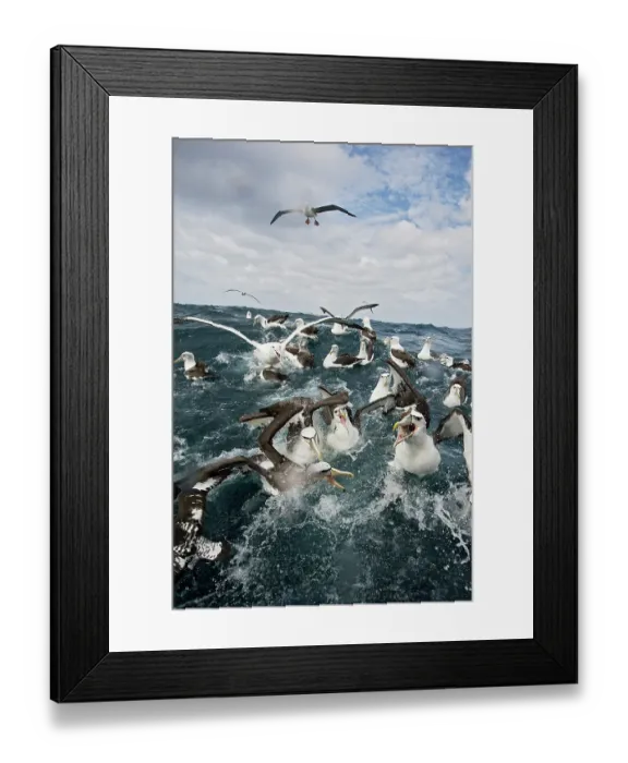 Framed Print : New Zealand white-capped mollymawks (Diomedea cauta steadi) flock fighting over food on the water surface, Stewart Island, New Zealand, Pacific Ocean Framed Print : New Zealand white-capped mollymawks (Diomedea cauta steadi) flock fighting over food on the water surface, Stewart Island, New Zealand, Pacific Ocean