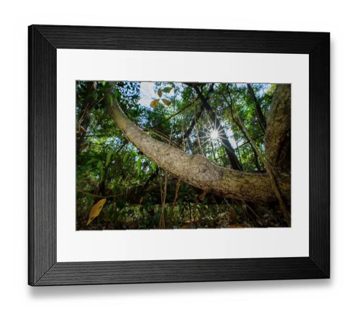 Framed Print : Henkel's leaf-tailed gecko (Uroplatus henkeli) sleeping during daylight, camouflaged on branch. Ankarana Reserve, northern Madagascar