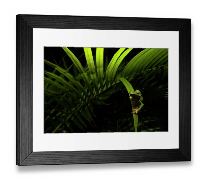 Framed Print : White-lined leaf frog (Phyllomedusa vaillantii) hunting amongst palm leaves at night, Villa Carmen Biological Station, Peru Framed Print : White-lined leaf frog (Phyllomedusa vaillantii) hunting amongst palm leaves at night, Villa Carmen Biological Station, Peru