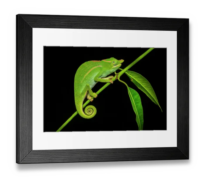 Framed Print : Petter's chameleon (Furcifer petteri) male, resting on plant stem in forest understorey at night, Andrafiamena-Andavakoera Protected Forest, northern Madagascar Framed Print : Petter's chameleon (Furcifer petteri) male, resting on plant stem in forest understorey at night, Andrafiamena-Andavakoera Protected Forest, northern Madagascar