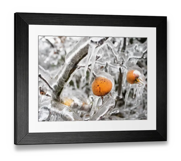 Framed Print : Common medlar (Mespilus germanica) covered in thick layer of frost, Ovada, Italy. December Framed Print : Common medlar (Mespilus germanica) covered in thick layer of frost, Ovada, Italy. December