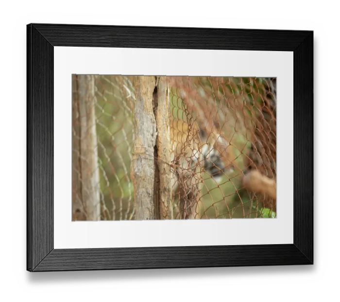 Framed Print : Bengal tiger (Panthera tigris tigris) male, behind wire fence seperating core zone to buffer zone, Bandhavgarh Tiger Reserve, Madhya Pradesh, India. Endangered Framed Print : Bengal tiger (Panthera tigris tigris) male, behind wire fence seperating core zone to buffer zone, Bandhavgarh Tiger Reserve, Madhya Pradesh, India. Endangered