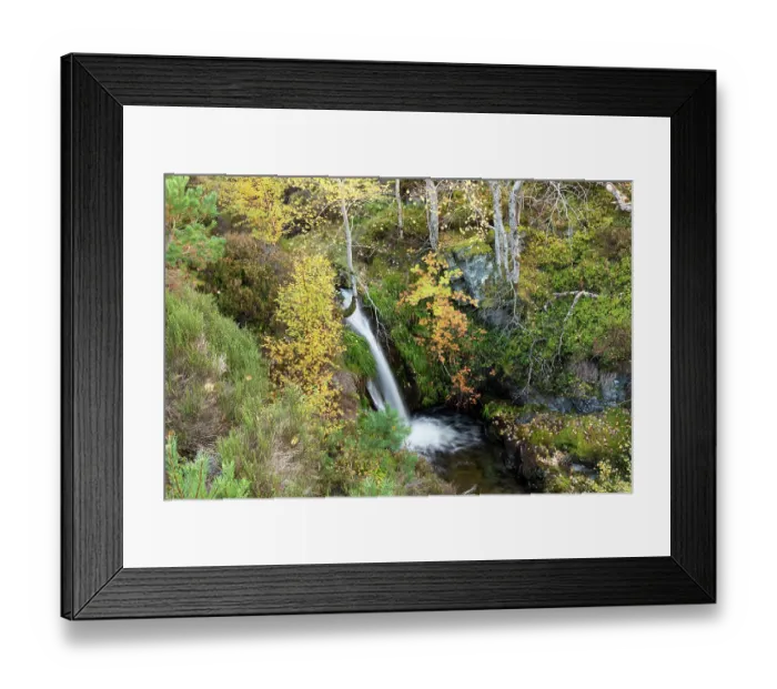 Framed Print : Aspen (Populus tremula) Rowan (Sorbus sp.) and Birch (Betula pendula) trees in autumn colour, growing alongside a waterfall on a small burn in a gully, Mar Lodge Estate, Braemar Framed Print : Aspen (Populus tremula) Rowan (Sorbus sp.) and Birch (Betula pendula) trees in autumn colour, growing alongside a waterfall on a small burn in a gully, Mar Lodge Estate, Braemar