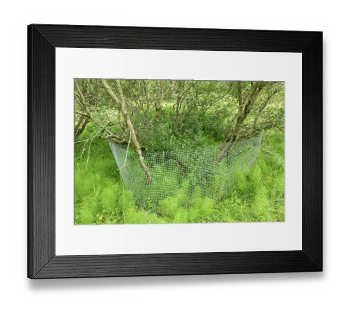 Framed Print : Aspen tree (Populus tremula) protected with wire mesh to prevent gnawing and felling by Beavers, Perthshire, Scotland, UK. June