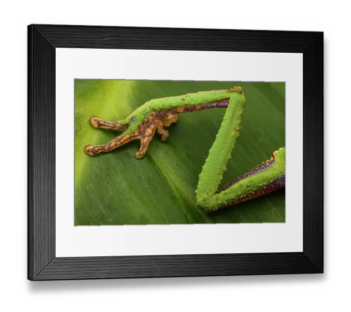 Framed Print : Close-up of White-lined leaf frog (Phyllomedusa vaillanti) leg, Villa Carmen Biological Station, Peru Framed Print : Close-up of White-lined leaf frog (Phyllomedusa vaillanti) leg, Villa Carmen Biological Station, Peru