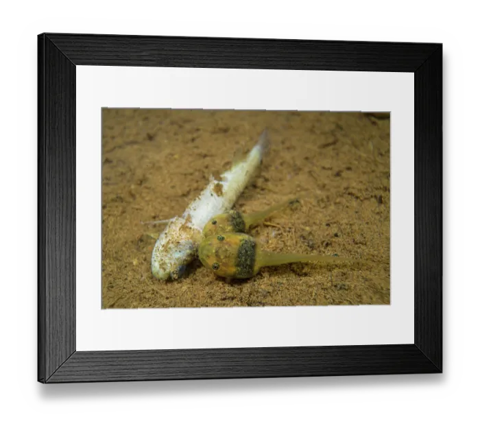 Framed Print : Map tree frog (Boana geographica) tadpoles feeding on dead killifish (Fundulus), Los Amigos Biological Station, Peru Framed Print : Map tree frog (Boana geographica) tadpoles feeding on dead killifish (Fundulus), Los Amigos Biological Station, Peru