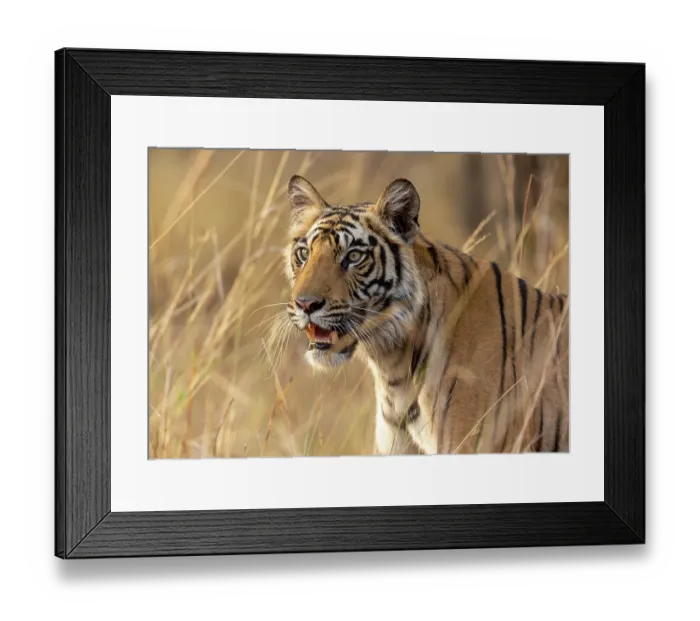 Framed Print : Bengal tiger (Panthera tigris tigris) female, standing in long grass, portrait, Bandhavgarh Tiger Reserve, Madhya Pradesh, India. Endangered Framed Print : Bengal tiger (Panthera tigris tigris) female, standing in long grass, portrait, Bandhavgarh Tiger Reserve, Madhya Pradesh, India. Endangered