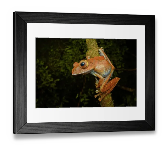 Framed Print : Rainforest leaf frog (Boophis brachychir) male, calling from its perch at night, Domaine de Fontenay, Montagne d'Ambre National Park, northern Madagascar Framed Print : Rainforest leaf frog (Boophis brachychir) male, calling from its perch at night, Domaine de Fontenay, Montagne d'Ambre National Park, northern Madagascar