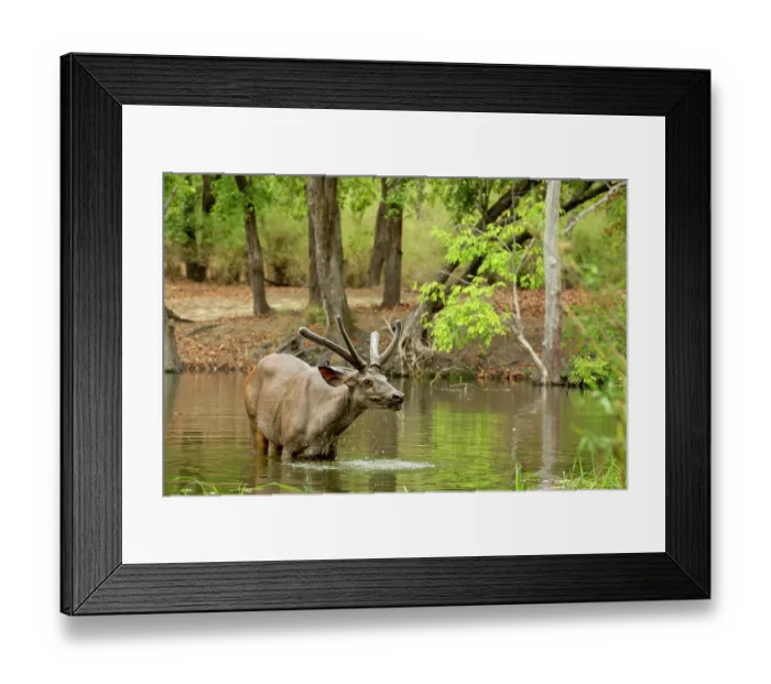 Framed Print : Sambar deer (Rusa unicolor) male, feeding on water grass, in pool, Bandhavgarh Tiger Reserve, Madhya Pradesh, India Framed Print : Sambar deer (Rusa unicolor) male, feeding on water grass, in pool, Bandhavgarh Tiger Reserve, Madhya Pradesh, India