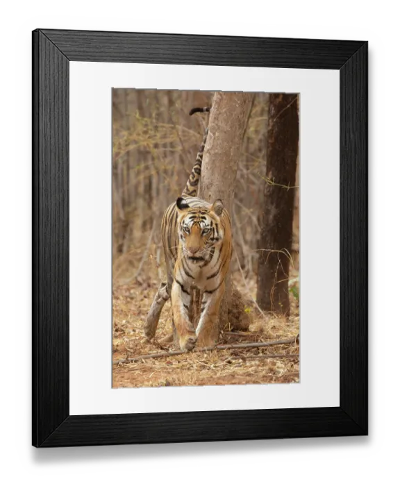 Framed Print : Bengal tiger (Panthera tigris tigris) spraying urine on tree trunk to mark territory or communicate with other tigers, Bandhavgarh Tiger Reserve, Madhya Pradesh, India. Endangered Framed Print : Bengal tiger (Panthera tigris tigris) spraying urine on tree trunk to mark territory or communicate with other tigers, Bandhavgarh Tiger Reserve, Madhya Pradesh, India. Endangered
