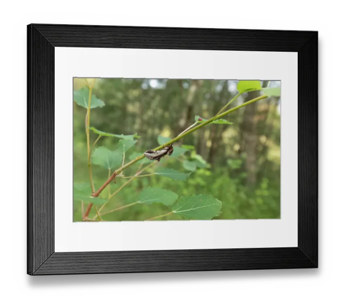 Framed Print : Swallow prominent (Pheosia tremula) moth resting on Aspen, Insh Marshes, Cairngorms National Park, Scotland, UK. July Framed Print : Swallow prominent (Pheosia tremula) moth resting on Aspen, Insh Marshes, Cairngorms National Park, Scotland, UK. July