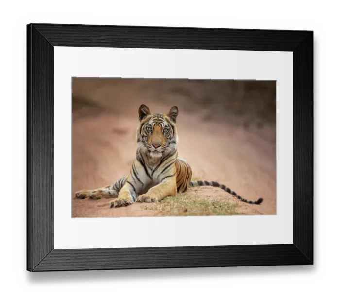 Framed Print : Bengal tiger (Panthera tigris tigris) young female, resting on sandy track, Bandhavgarh Tiger Reserve, Madhya Pradesh, India. Endangered Framed Print : Bengal tiger (Panthera tigris tigris) young female, resting on sandy track, Bandhavgarh Tiger Reserve, Madhya Pradesh, India. Endangered
