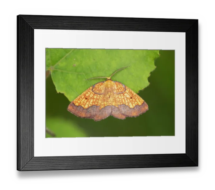 Framed Print : Dark bordered beauty (Epione vespertaria) male, resting on Aspen leaf, Insh Marshes, Cairngorms National Park, Scotland, UK. July Framed Print : Dark bordered beauty (Epione vespertaria) male, resting on Aspen leaf, Insh Marshes, Cairngorms National Park, Scotland, UK. July