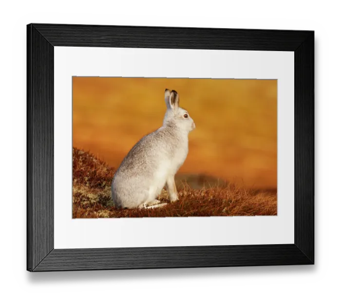 Framed Print : Mountain hare (Lepus timidus) in winter coat, sitting on open moorland, Monadhliath mountains, Scotland, UK. January Framed Print : Mountain hare (Lepus timidus) in winter coat, sitting on open moorland, Monadhliath mountains, Scotland, UK. January