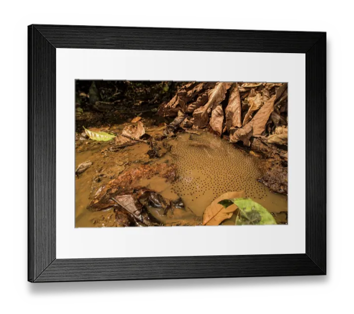 Framed Print : Gladiator frog (Boana sp.) spawn in pool, Los Amigos Biological Station, Peru Framed Print : Gladiator frog (Boana sp.) spawn in pool, Los Amigos Biological Station, Peru