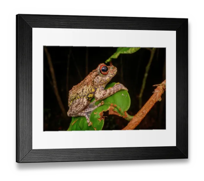 Framed Print : Rainforest treefrog (Boophis guibei) male, resting on leaf at night, Maromizaha Forest, near Andasibe-Mantadia National Park, eastern Madagascar