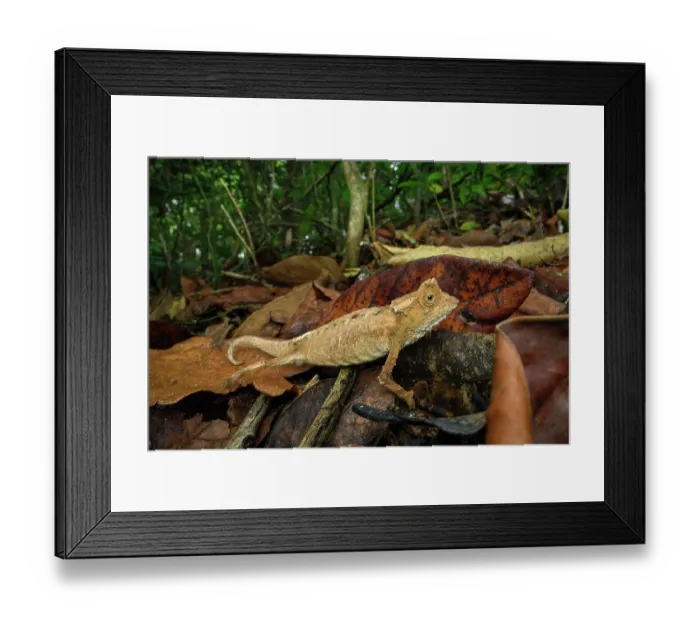 Framed Print : Antakarana leaf chameleon (Brookesia antakarana) active on forest floor during the day, Domaine de Fontenay, Montagne d'Ambre NP, northern Madagascar Framed Print : Antakarana leaf chameleon (Brookesia antakarana) active on forest floor during the day, Domaine de Fontenay, Montagne d'Ambre NP, northern Madagascar