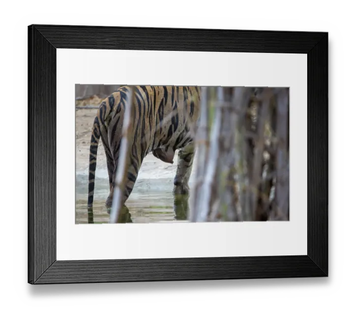 Framed Print : Bengal tiger (Panthera tigris tigris) nursing female full of milk, Bandhavgarh Tiger Reserve, Madhya Pradesh, India. Endangered Framed Print : Bengal tiger (Panthera tigris tigris) nursing female full of milk, Bandhavgarh Tiger Reserve, Madhya Pradesh, India. Endangered