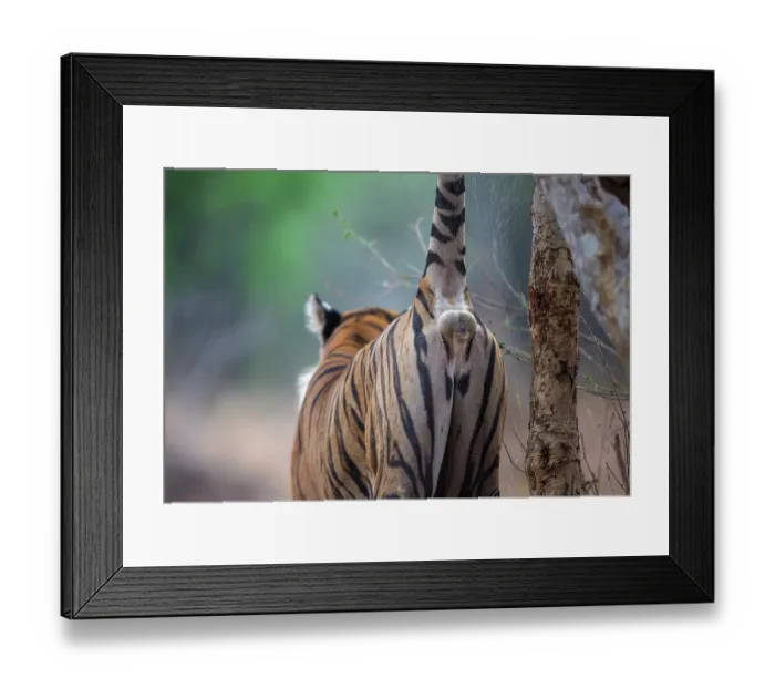 Framed Print : Bengal tiger (Panthera tigris tigris) spraying urine on tree trunk to mark territory or communicate with other tigers, Bandhavgarh Tiger Reserve, Madhya Pradesh, India. Endangered Framed Print : Bengal tiger (Panthera tigris tigris) spraying urine on tree trunk to mark territory or communicate with other tigers, Bandhavgarh Tiger Reserve, Madhya Pradesh, India. Endangered