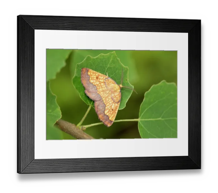 Framed Print : Dark bordered beauty (Epione vespertaria) male, resting on Aspen leaf, Insh Marshes, Cairngorms National Park, Scotland, UK. July Framed Print : Dark bordered beauty (Epione vespertaria) male, resting on Aspen leaf, Insh Marshes, Cairngorms National Park, Scotland, UK. July